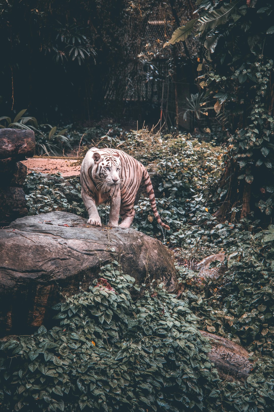 Explorer Ella