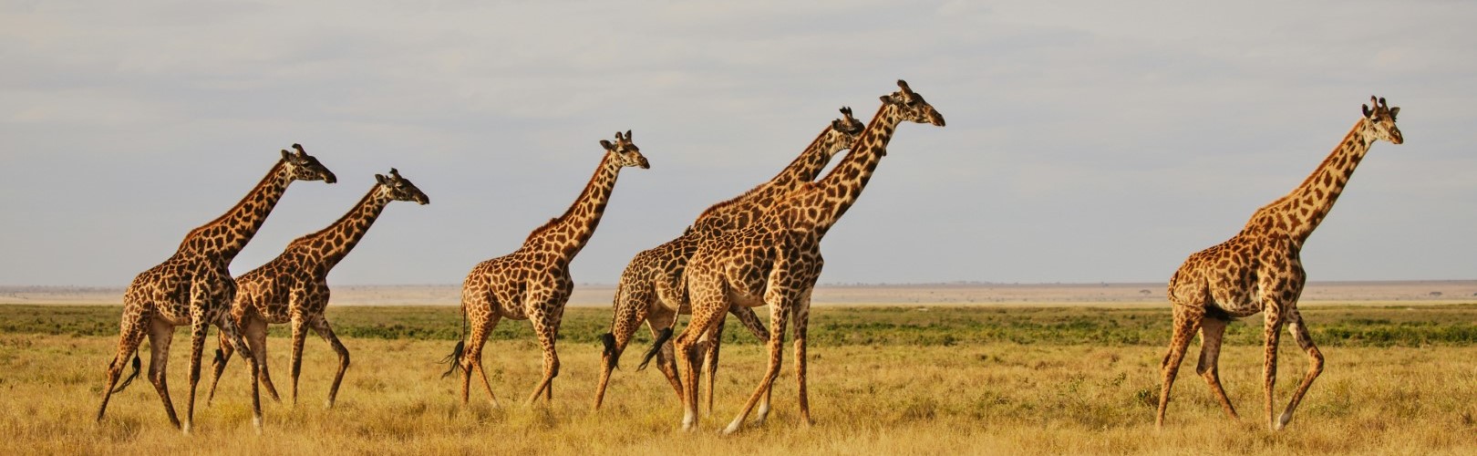 Safari Adventure