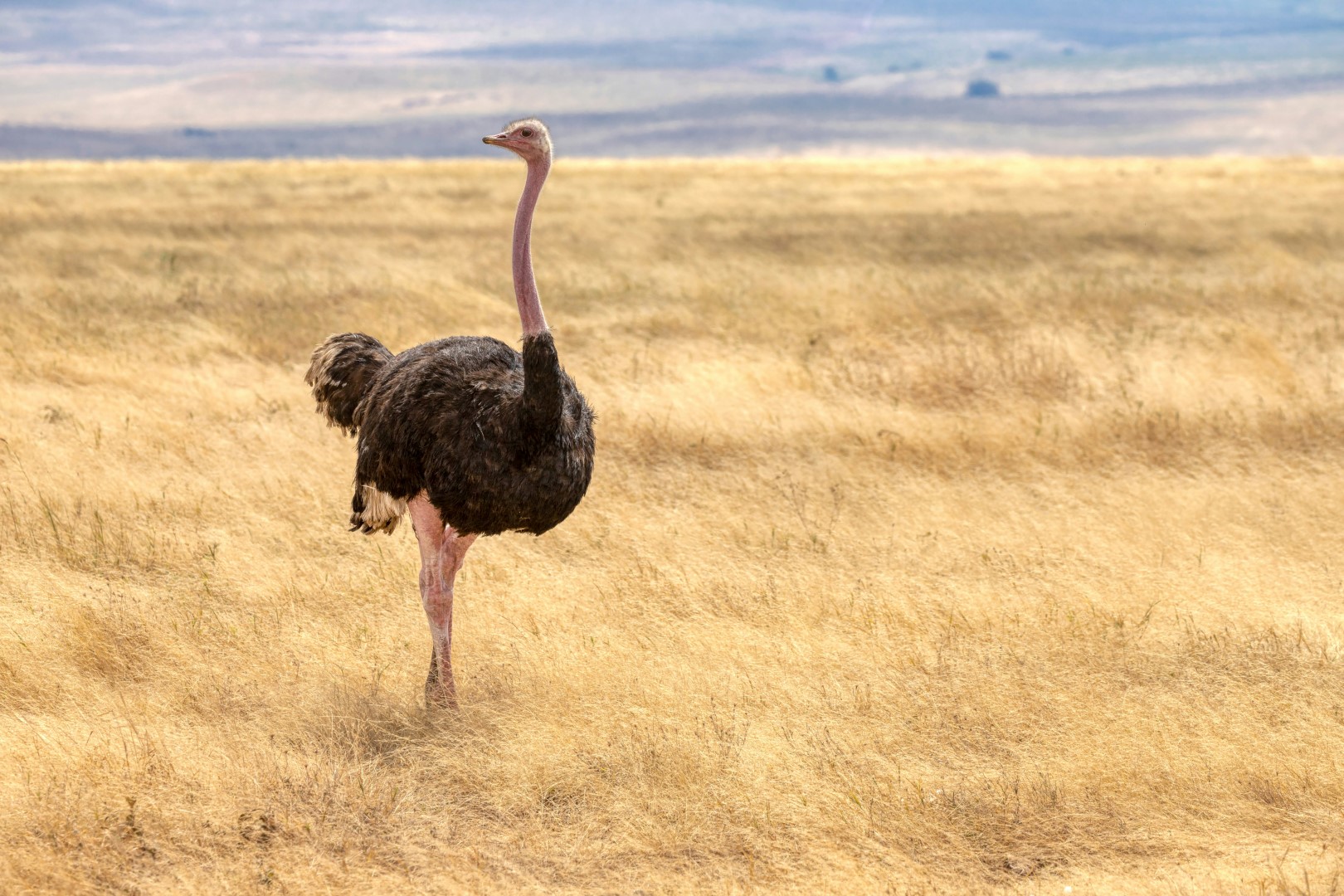 Safari Offer