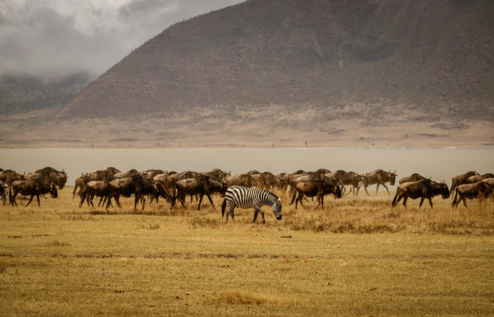 Safari Offer
