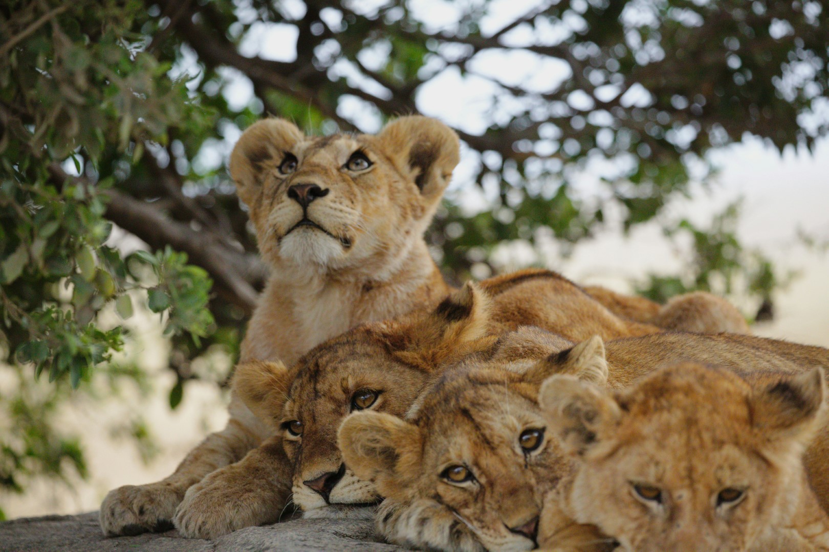 Safari Offer