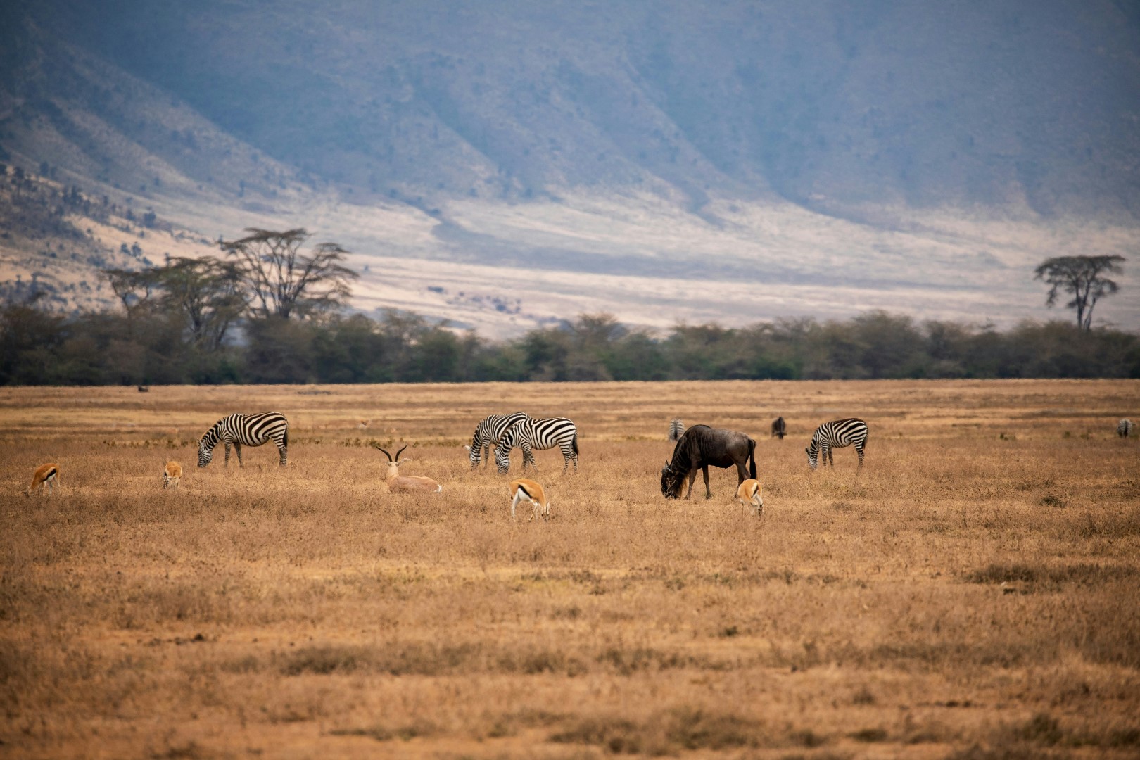 Safari Offer