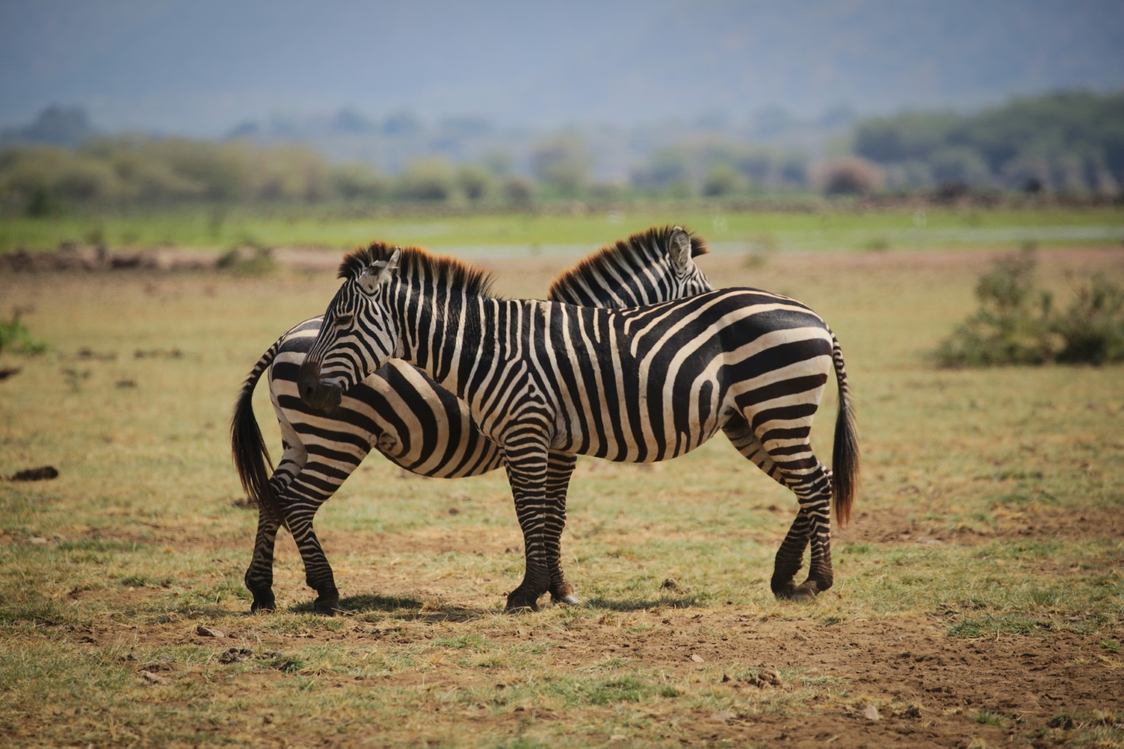 Safari Tour Highlights
